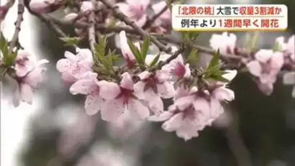 「かづの北限の桃」例年より1週間早く開花　かれんな花咲かせるも大雪被害で収量3割減か　秋田・鹿角市