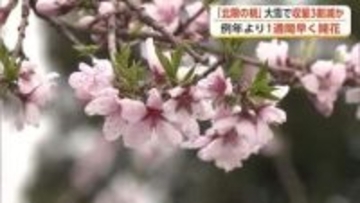 「かづの北限の桃」例年より1週間早く開花　かれんな花咲かせるも大雪被害で収量3割減か　秋田・鹿角市