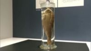 幻の淡水魚「クチグロマス」が里帰り　東京大学で発見の貴重な標本、期間限定で公開　秋田・仙北市