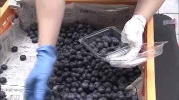 旬の果物や加工品ずらり　あきた産デーフェア開催　秋田の食の魅力を発信し地産地消につなげる　秋田市