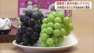 糖度高く色づき良い大粒ブドウをPR　横手市のJA秋田ふるさと、副知事に出来秋を報告　秋田
