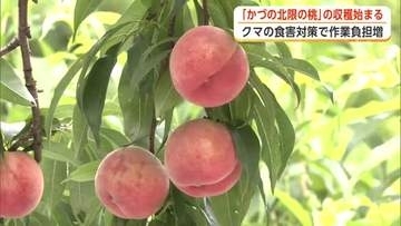 「かづの北限の桃」収穫始まる　雪害乗り越え大きく甘く育つ　生産者はクマの食害に警戒　秋田・鹿角市