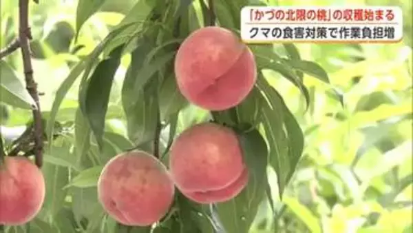 「かづの北限の桃」収穫始まる　雪害乗り越え大きく甘く育つ　生産者はクマの食害に警戒　秋田・鹿角市