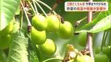「三関さくらんぼ、今季の実の付きはやや少なめ　昨夏の高温・乾燥が影響か　6月上旬出荷予定　秋田・湯沢市」の画像1