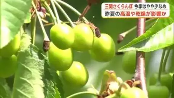 三関さくらんぼ、今季の実の付きはやや少なめ　昨夏の高温・乾燥が影響か　6月上旬出荷予定　秋田・湯沢市
