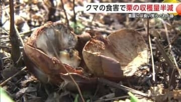 クマによる被害は農産物にも 仙北市の秋の味覚「栗」収穫量半分に 販売も10月いっぱいで終了 秋田