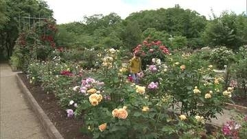 県立農業科学館でバラ見頃　200種類の花咲き誇る　鮮やかな色と華やかな香り楽しんで　秋田・大仙市