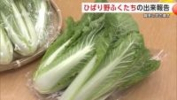 JAうご産「ひばり野ふくたち」の出来を知事に報告　越冬し甘み増した幻の野菜、ぜひ食べて！　秋田