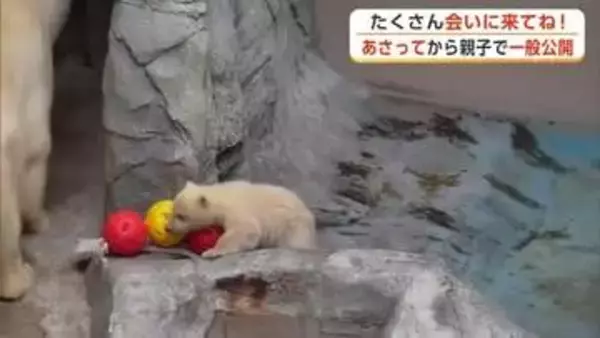 ホッキョクグマの赤ちゃん、11日から一般公開　名前の投票は19日まで受け付け　秋田・男鹿水族館GAO