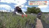 「「ラベンダーまつり」6日開幕　客室乗務員が香り楽しみながら花の手入れ　秋田・美郷町」の画像1