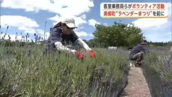 「ラベンダーまつり」6日開幕　客室乗務員が香り楽しみながら花の手入れ　秋田・美郷町