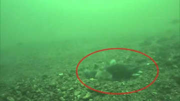 世界初！かつて田沢湖のみに生息“クニマス” 自然界での産卵行動撮影に成功　秋田