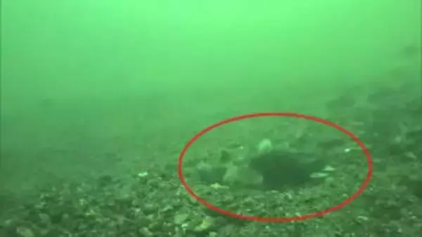 世界初！かつて田沢湖のみに生息“クニマス” 自然界での産卵行動撮影に成功　秋田