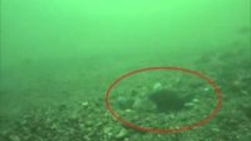 世界初！かつて田沢湖のみに生息“クニマス” 自然界での産卵行動撮影に成功　秋田