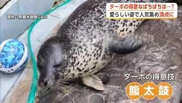 おなかをぱちぱち！得意の“腹太鼓”で日本一に　男鹿水族館GAOのゴマフアザラシ・ターボが人気　秋田