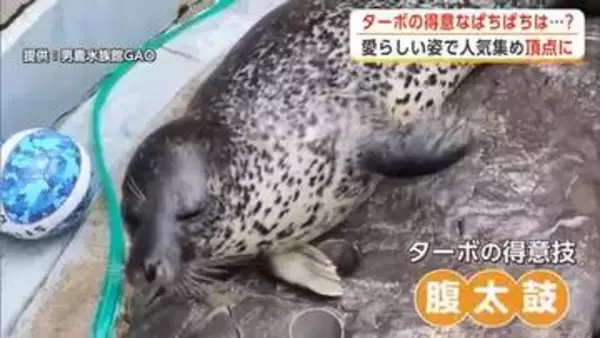おなかをぱちぱち！得意の“腹太鼓”で日本一に　男鹿水族館GAOのゴマフアザラシ・ターボが人気　秋田