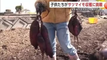 「地域の人たちが笑顔になったらうれしい」 子供たちが秋の味覚・サツマイモの収穫に挑戦 秋田・大館市