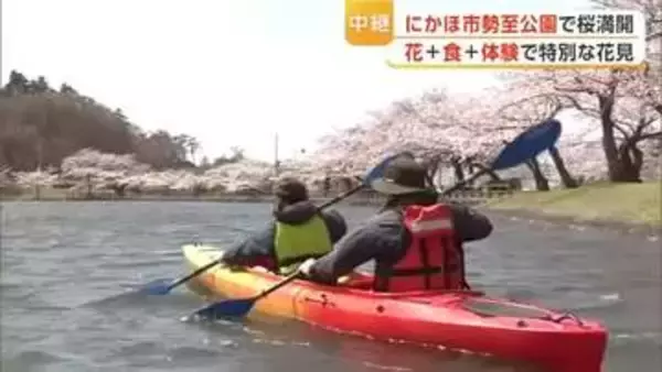 にかほ市の勢至公園、桜満開　期間限定の食とアクティビティーをプラスした特別な花見はいかが　秋田