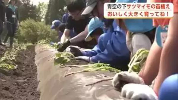 「おいしく元気に大きく育って」　青空の下、児童と園児がサツマイモの苗植えに挑戦　秋田・大館市