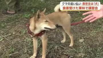 犬のマーキングでクマを追い払え！家の周りを円周上に散歩、縄張り張って被害防止へ　秋田・由利本荘市