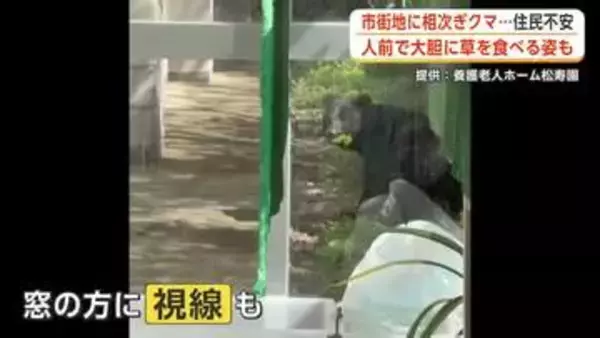 クマ、人前で大胆に草を食べる姿も　秋田市の市街地で目撃相次ぐ　県全体の4月の目撃、前年同月の4倍近く