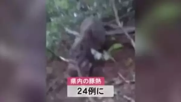 大館市で捕獲された野生イノシシ、豚熱に感染　秋田
