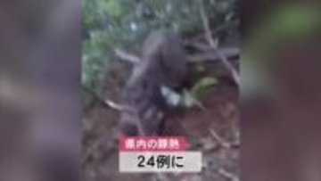 大館市で捕獲の野生イノシシが豚熱感染　秋田・大館市