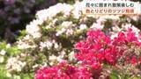 「秋田市の千秋公園、色とりどりのツツジ見頃　フジも咲き揃う　花々をめでながら散策楽しむ」の画像1