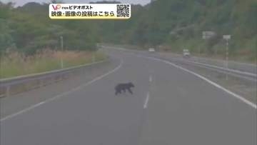 毎日通る道にクマ　高速道横切る姿、ドライブレコーダーが捉える　ドライバー「怖かった」　秋田・大仙市