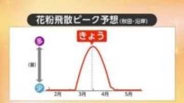 「花粉症」デビューが多数！？スギ花粉、大量飛散の予想　秋田の花粉シーズン終了は4月下旬の予想