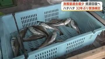 ハタハタ漁「限界が来ている」　今季漁獲量、過去最少の見込み　記録的不漁で“禁漁”視野に議論へ　秋田