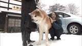 「モフモフの冬！　秋田犬と雪景色を満喫　秋田市」の画像1