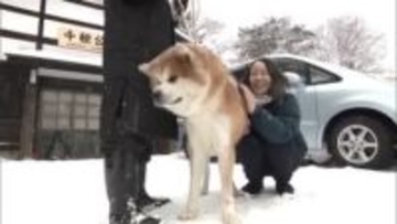 モフモフの冬！　秋田犬と雪景色を満喫　秋田市