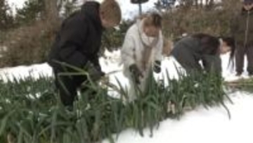 農業×ITで若者を地域へ　秋田・にかほ市で学生向け農業体験プログラム始動　担い手不足に挑む農業法人とIT企業の異業種連携で地域の未来を切り開く