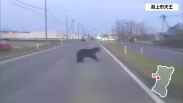目の前にクマが迫る　国道を横切るクマ　ドライブレコーダーで撮影　付近でも目撃情報　秋田・潟上市