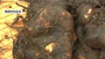 黒部市で特産「丸いも」の収穫最盛期 「すりおろしてトロロで食べて」 道の駅の農産物直売所で販売