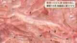 「「富山湾の宝石」シロエビ漁、地震前の水準に回復へ　観光船も3年ぶり再開」の画像1