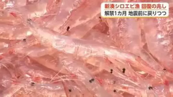 「富山湾の宝石」シロエビ漁、地震前の水準に回復へ　観光船も3年ぶり再開
