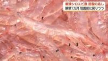 「富山湾の宝石」シロエビ漁、地震前の水準に回復へ　観光船も3年ぶり再開