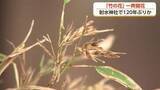「”120年に1度”の珍現象 神社の竹が「開花」 富山県高岡市」の画像1