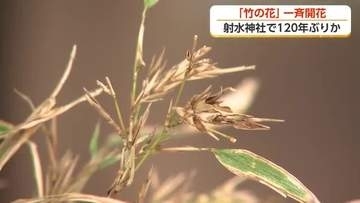 ”120年に1度”の珍現象 神社の竹が「開花」 富山県高岡市