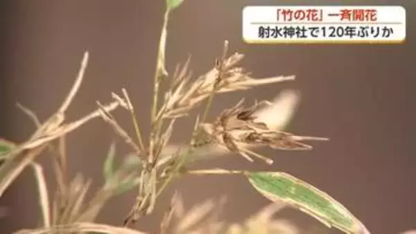 ”120年に1度”の珍現象 神社の竹が「開花」 富山県高岡市