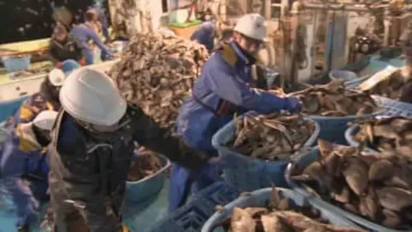 「寒ハギ」 5日間で129トン 8年ぶりの大漁！　寒波が呼び寄せ昨季の2倍以上の水揚げ量　富山・魚津市