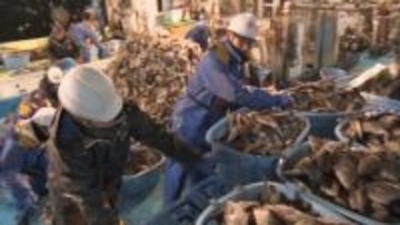 「寒ハギ」 5日間で129トン 8年ぶりの大漁！　寒波が呼び寄せ昨季の2倍以上の水揚げ量　富山・魚津市