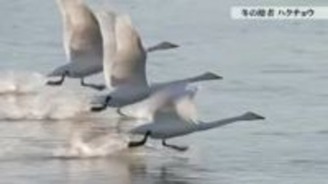 【動画あり】冬の使者、ハクチョウの一日を追う　家族の絆と3000キロの旅路