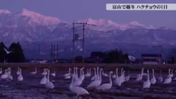 【動画あり】富山で越冬するハクチョウたちの一日　常願寺川河口で羽を休める260羽