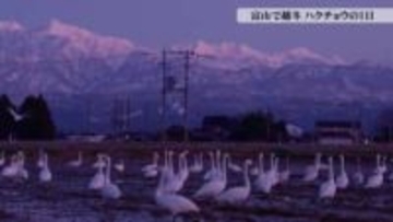 【動画あり】富山で越冬するハクチョウたちの一日　常願寺川河口で羽を休める260羽