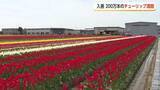 「「7色のチューリップの絨毯」が見頃　立山連峰を背景に200万本が咲き誇る入善町の絶景【動画で見る】」の画像1
