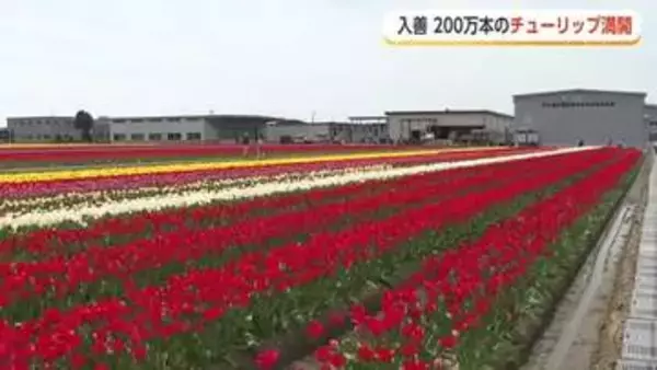 「7色のチューリップの絨毯」が見頃　立山連峰を背景に200万本が咲き誇る入善町の絶景【動画で見る】