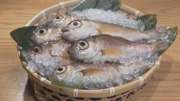 世界初「白身のトロ」ノドグロ完全養殖に成功も“97％がオス”になる謎…　繊細過ぎる稚魚と研究者の11年の物語